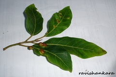 Ficus racemosa